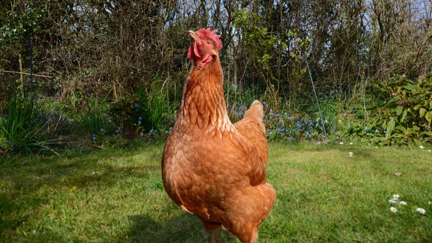Glenda, a hen rehomed by the British Hen Welfare Trust, in her new garden. The photograph was supplied by the charity and does not show the Barkham hens.
