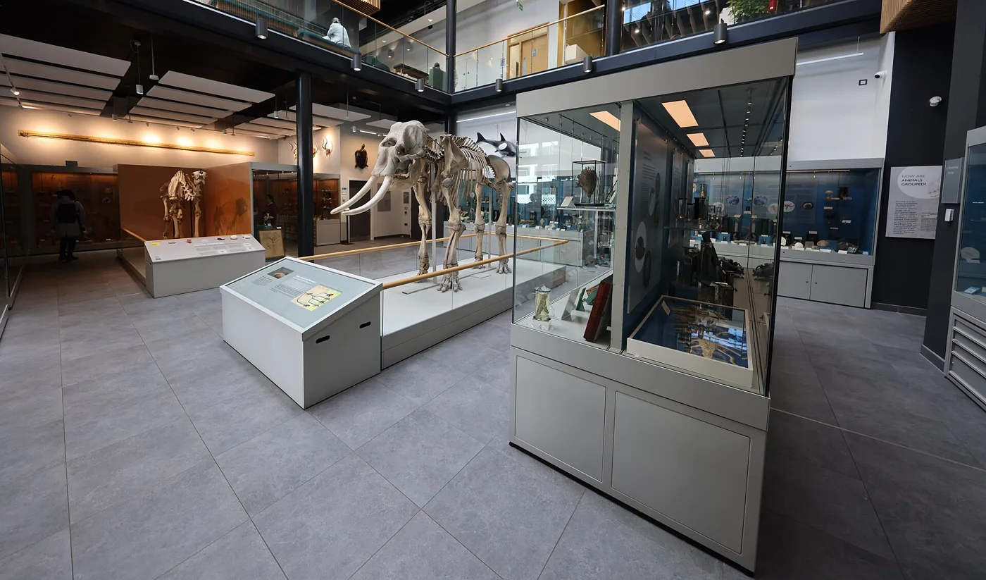 Norman's skeleton at the centre of the Cole Museum of Zoology gallery on the University of Reading's Whiteknights campus, photographed in March 2026.