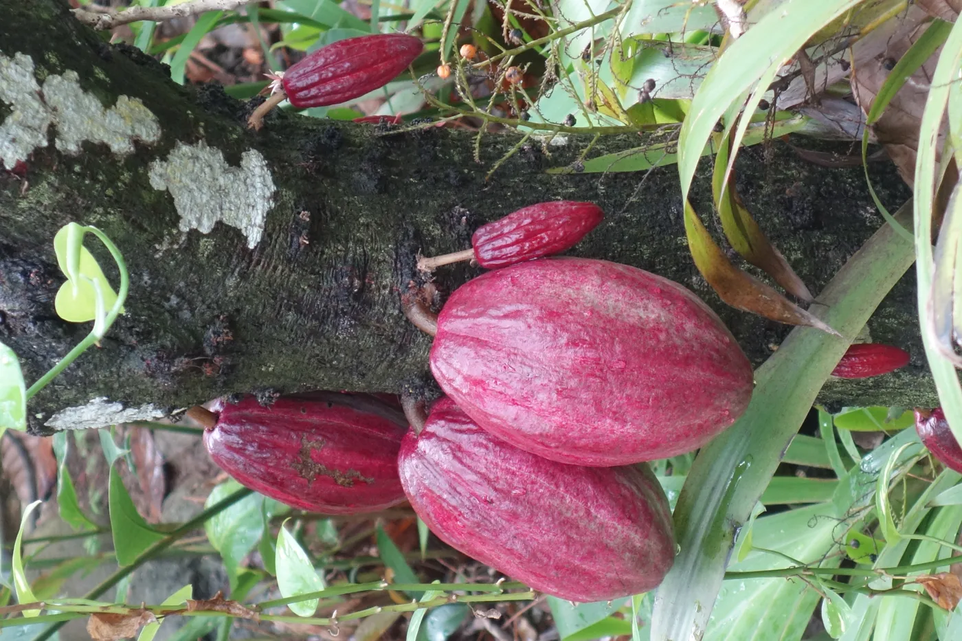 Ripening cocoa pods on a tree in the tropics. Reading's cocoa is grown under glass in Berkshire and is not pictured here