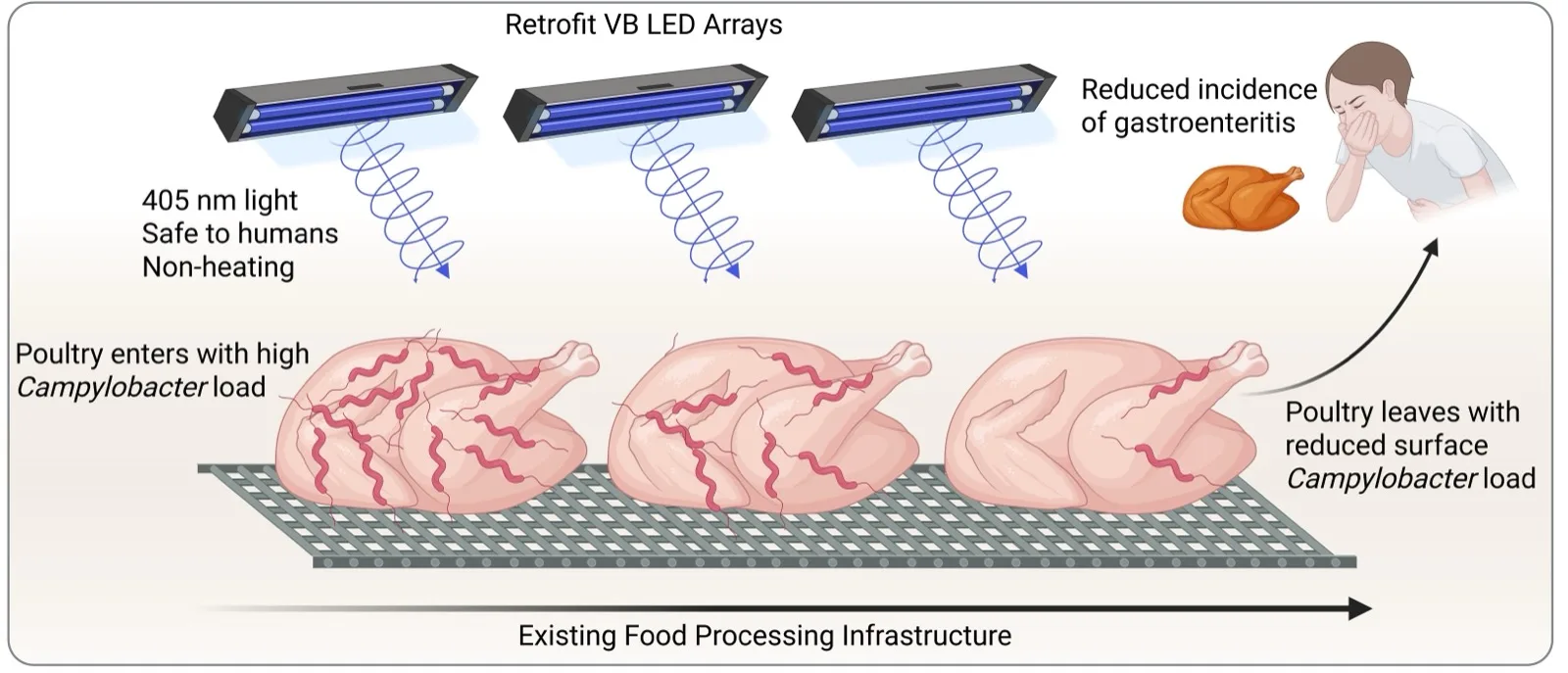 Illustration of 405 nm violet-blue LED arrays fitted above a conveyor of chicken carcasses, which enter with a high Campylobacter load and leave with a reduced surface load