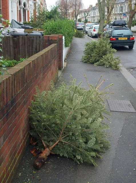 Christmas trees left out after the holiday. Photographed in Clapham, not in Reading.